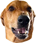 Bucci the dog